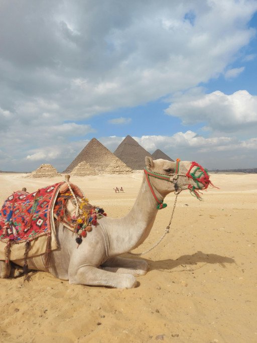 Discovering the Mystical Allure: Camels and Pyramids