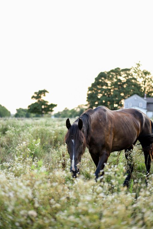 Thoroughbred Heritage Horse Farm Tours: An Unforgettable Equestrian Experience